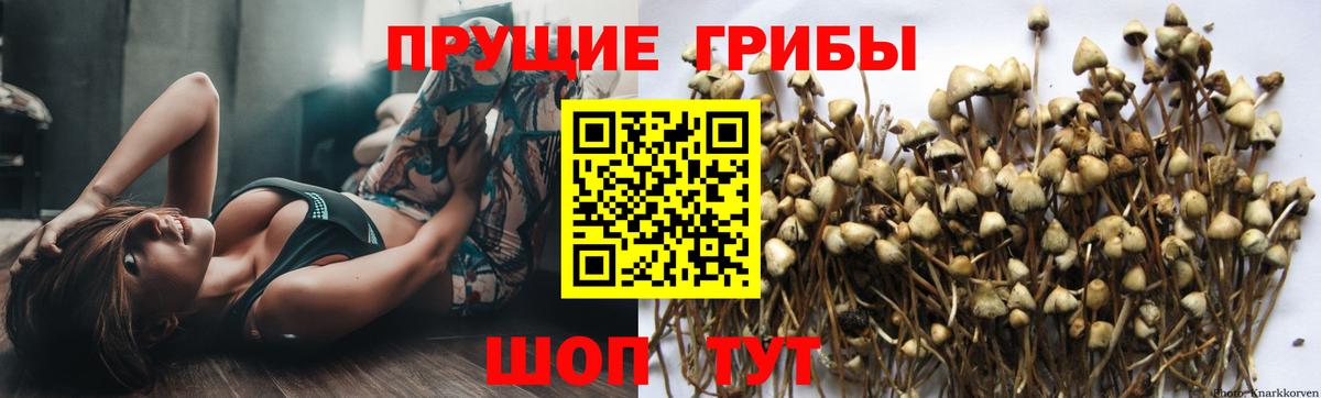 Ногинск  Псилоцибиновые грибы MAGIC MUSHROOMS  Вход с VPN 